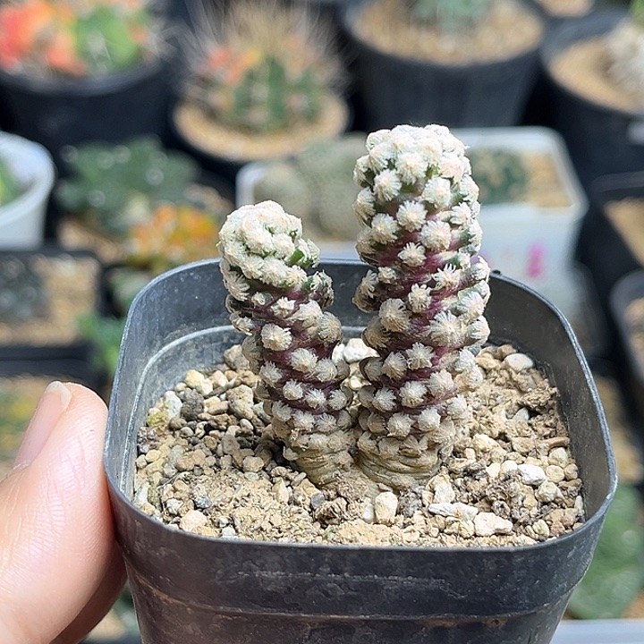 双头实生黛丝尤一颗