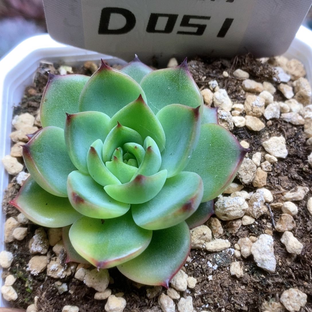 051月亮石锦锦锦锦锦