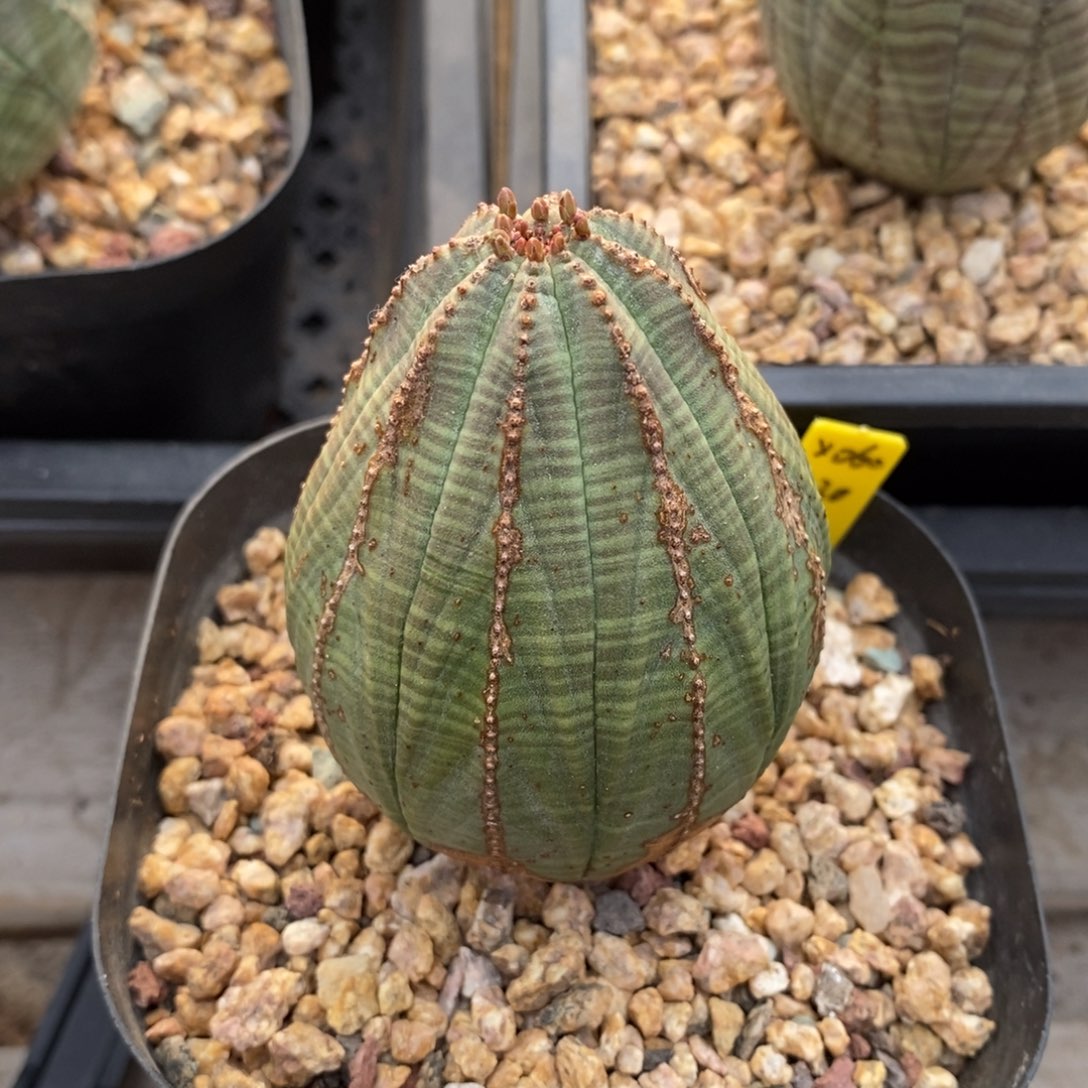 没***栗欧系实生布纹球一物一拍