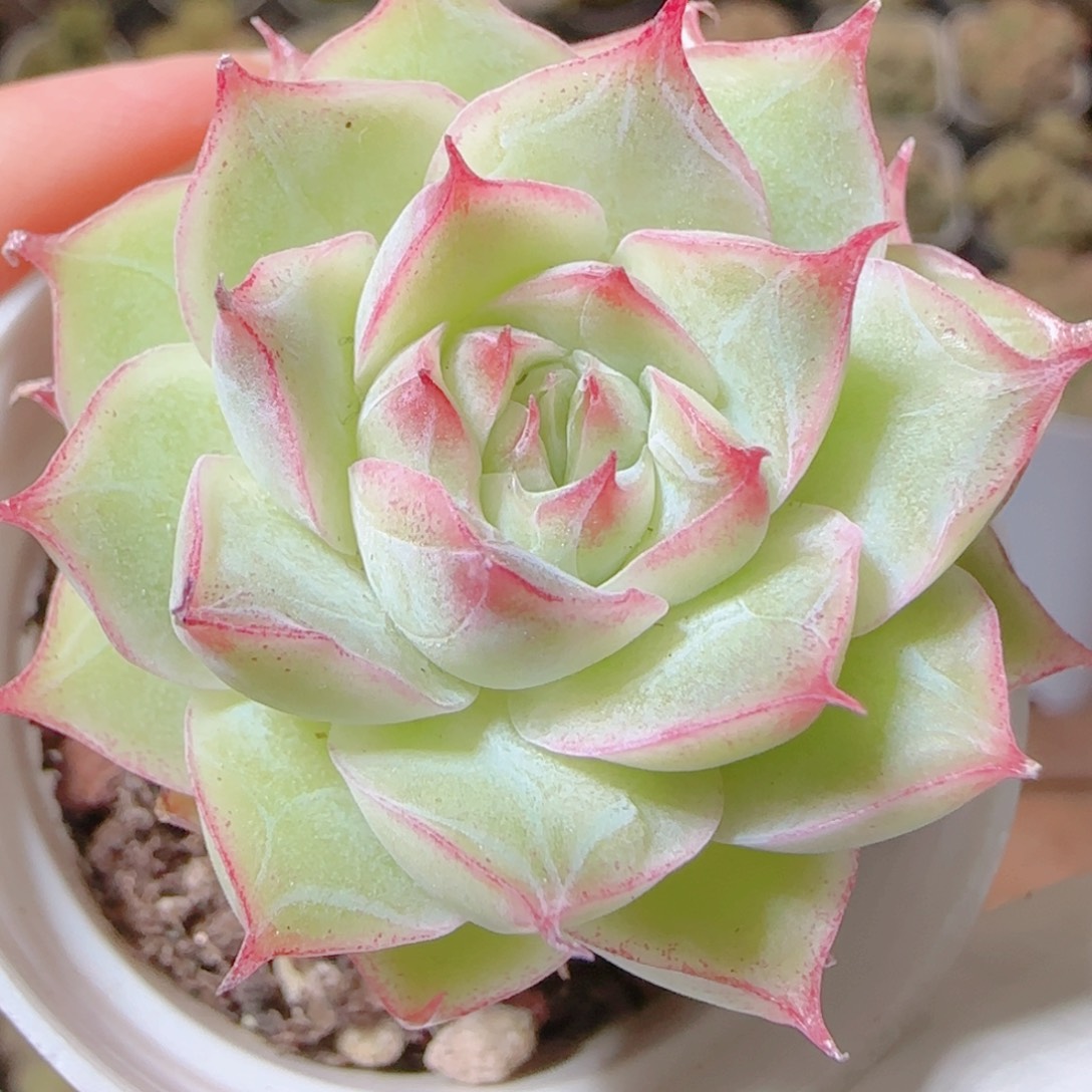 花语逸镜1113-42女王