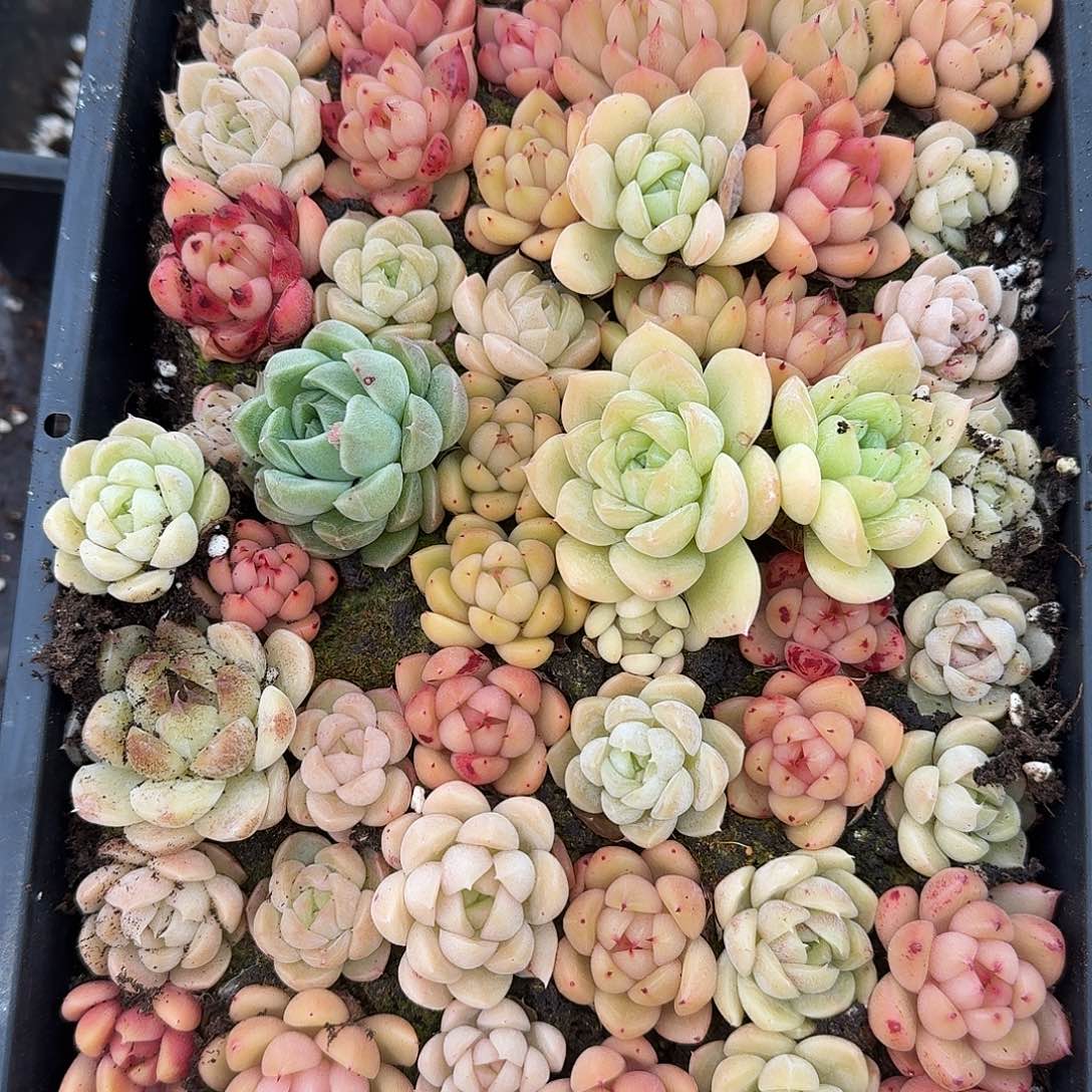 杂交新品珍妮多肉11