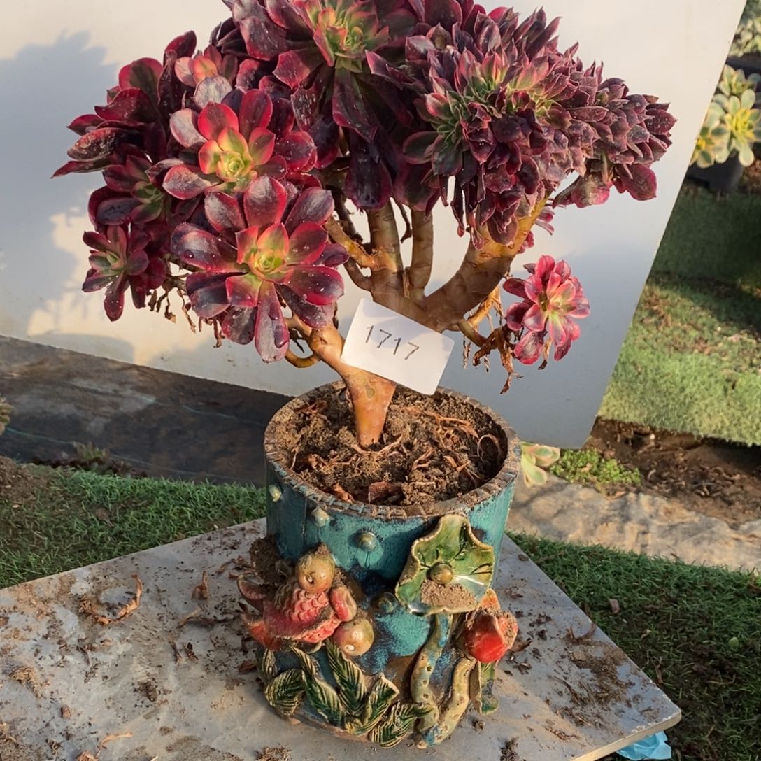 1717号美杜莎缀化1颗