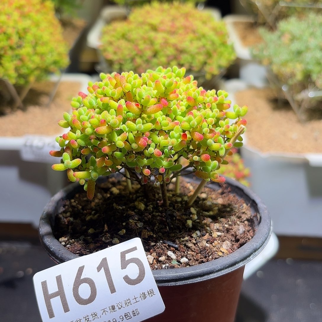 枝干番杏密橘糖球H615