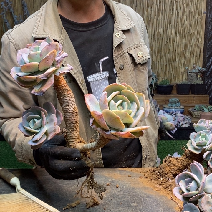 拈***笑160 号白凤多肉植物