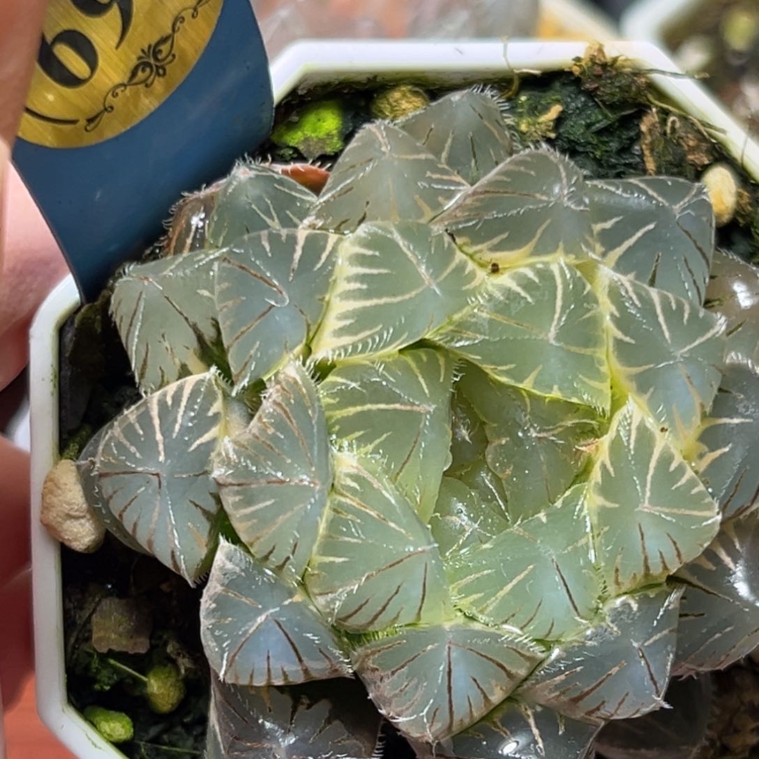 恭喜发财大吉大利695