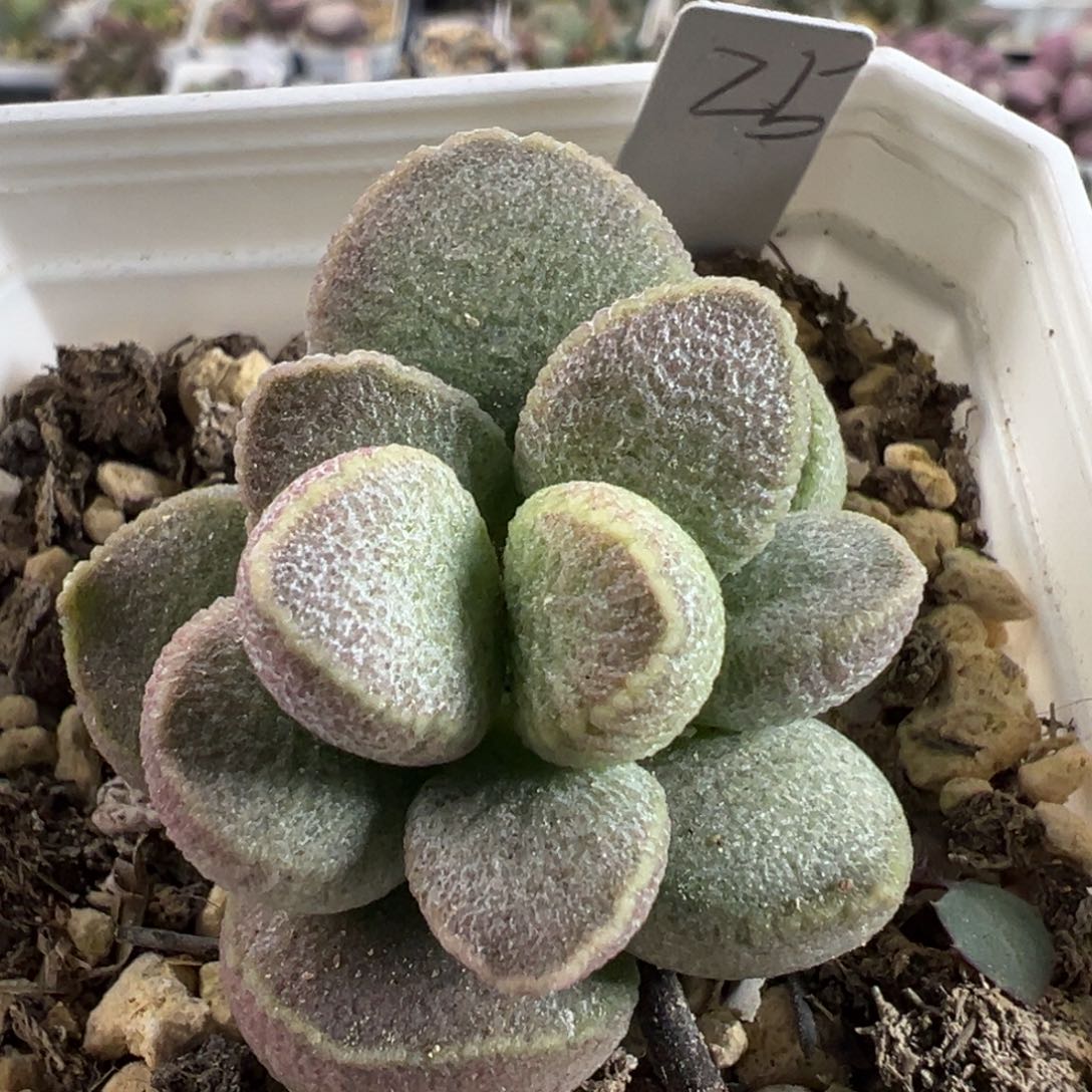 实生新品单头纯木质桩多肉