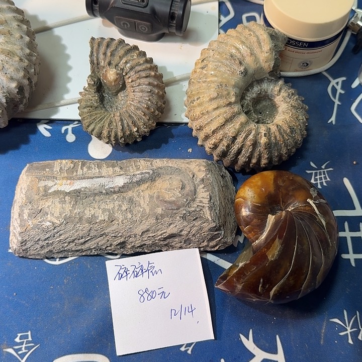 石楠木化石化石化石化石