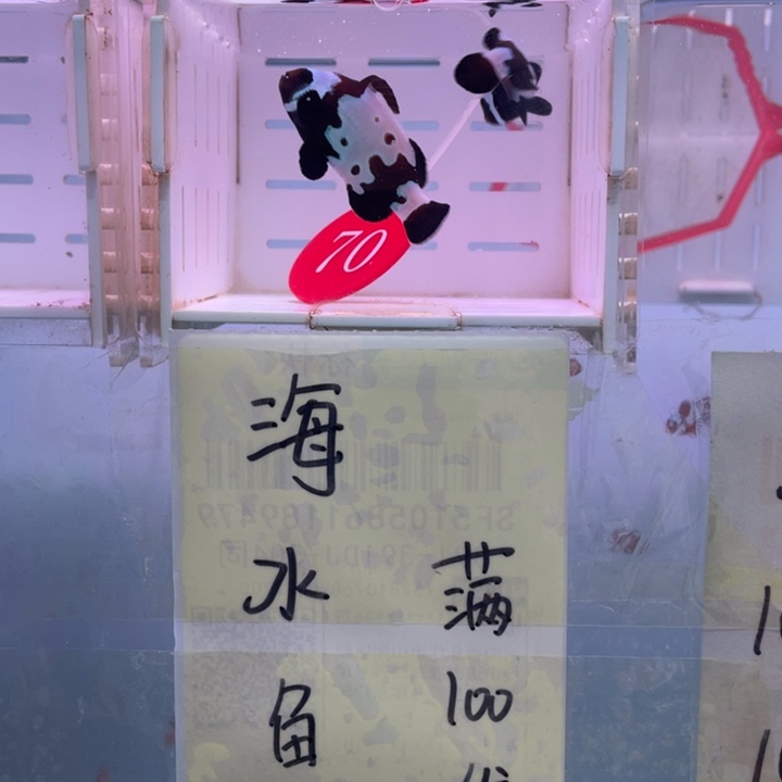 海水鱼精品黑边2条4左右