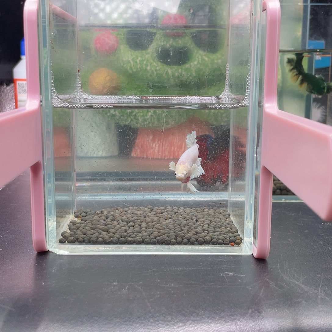 斗鱼13号1230早绣球