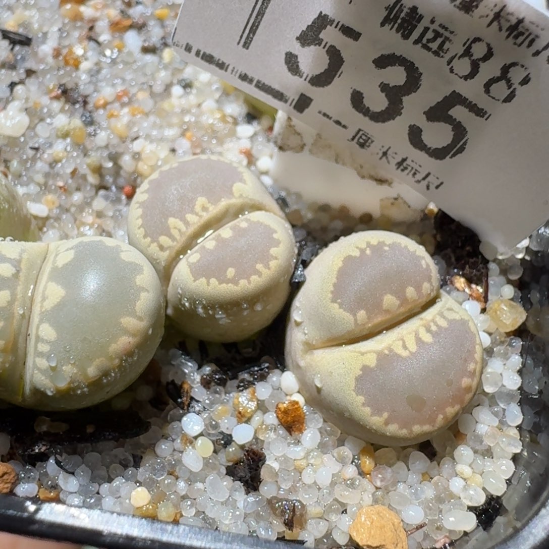 高品质生石花清清1535