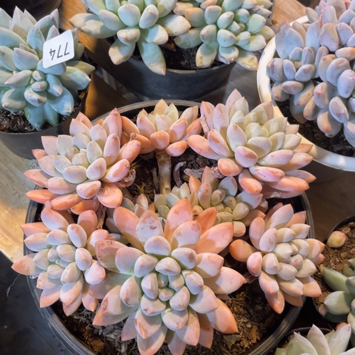 大叶奶糖满20包邮