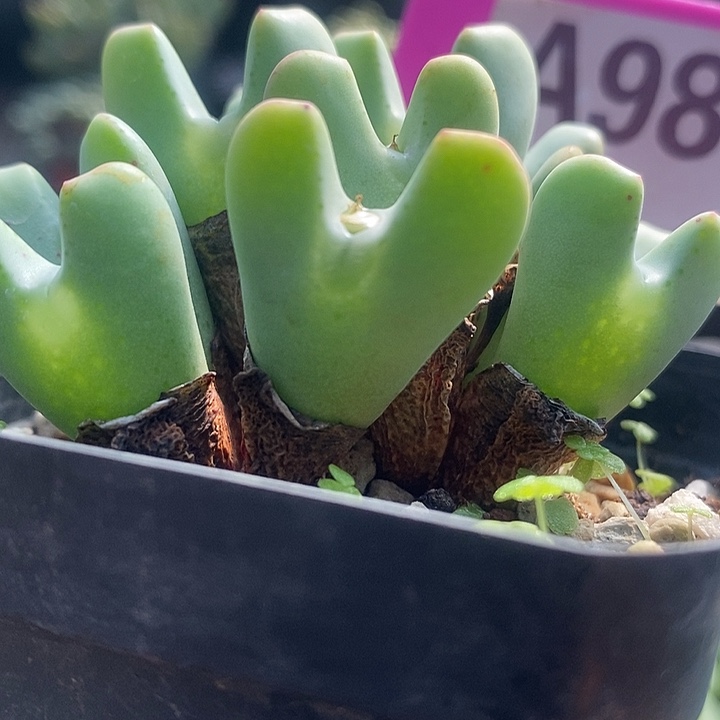 今天下午就回来的时候985