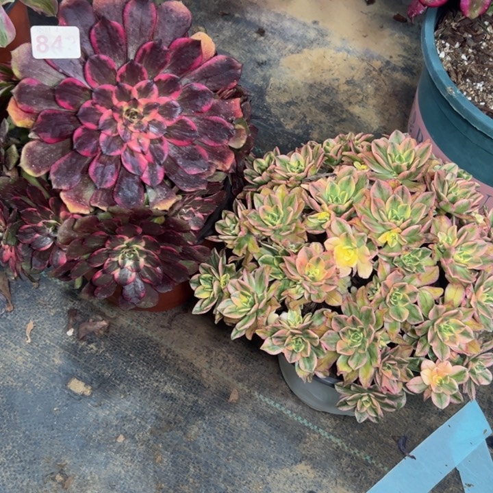 烟花➕甜茶842多肉法师一物一拍