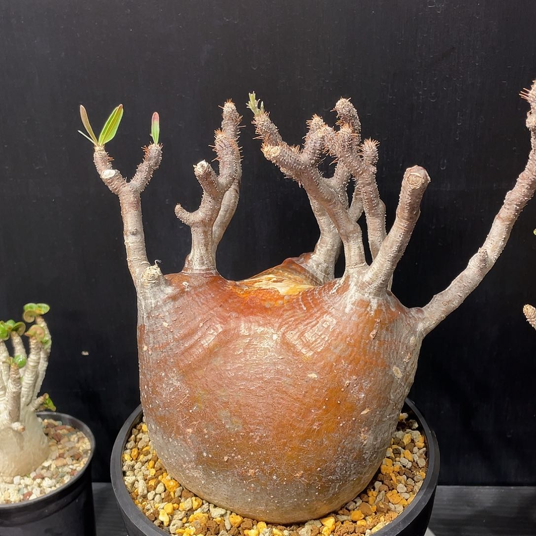 象牙宫老家养定的