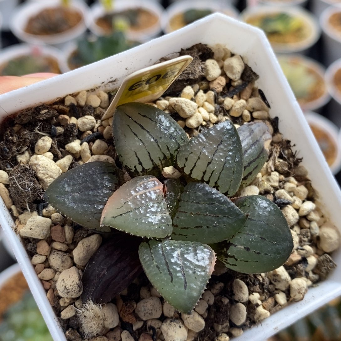 606亲指姬十二卷多肉植物