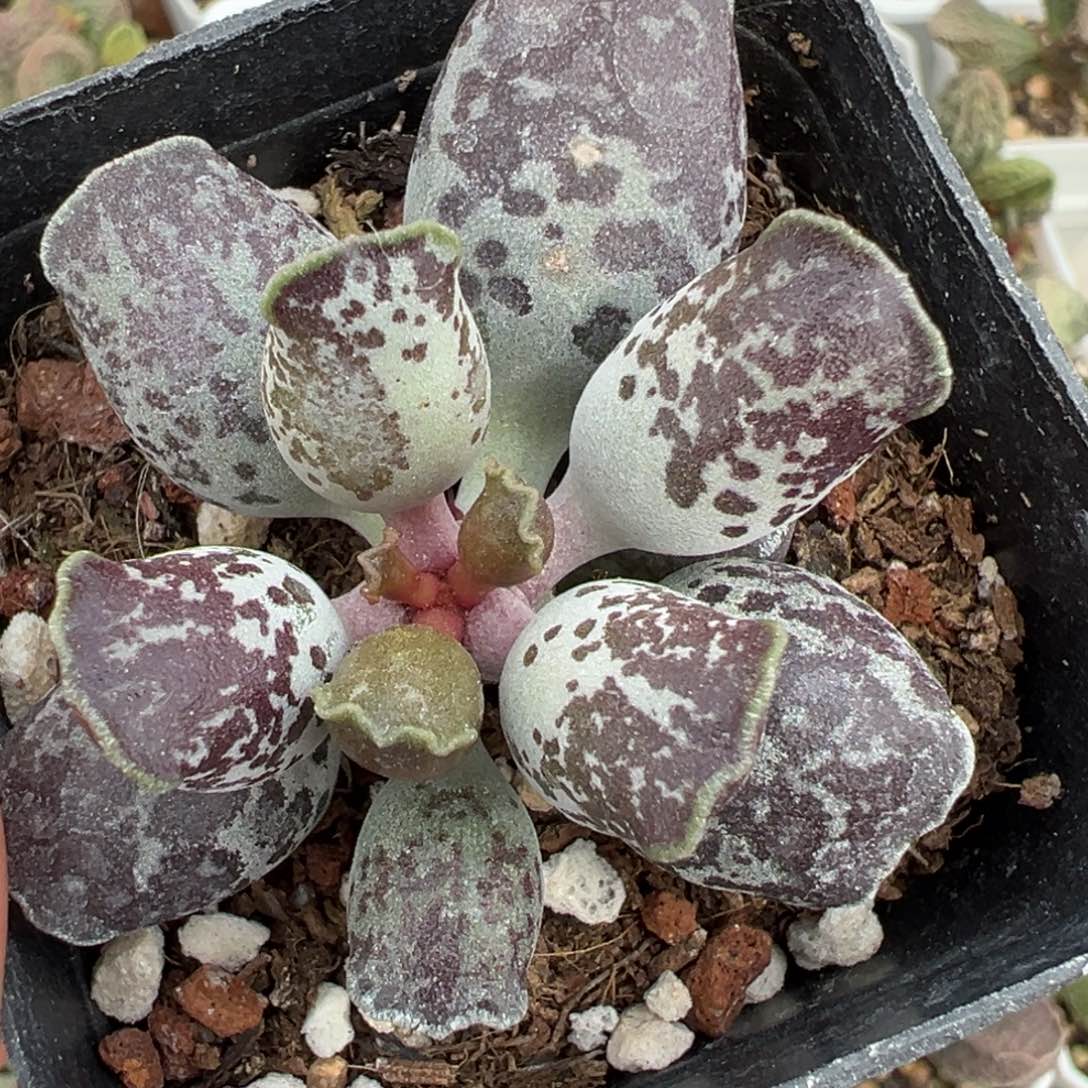 雪花斑海豹单头纯木质桩多肉植物