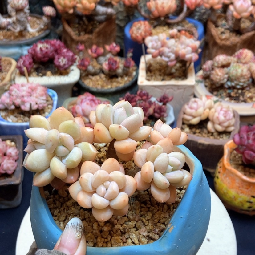 【闪购商品】美人杂