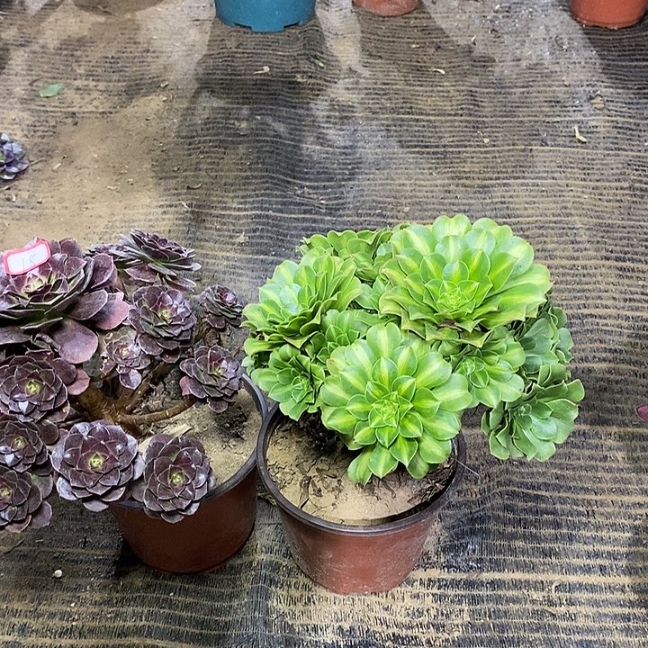 18，2颗多肉法师多肉法师