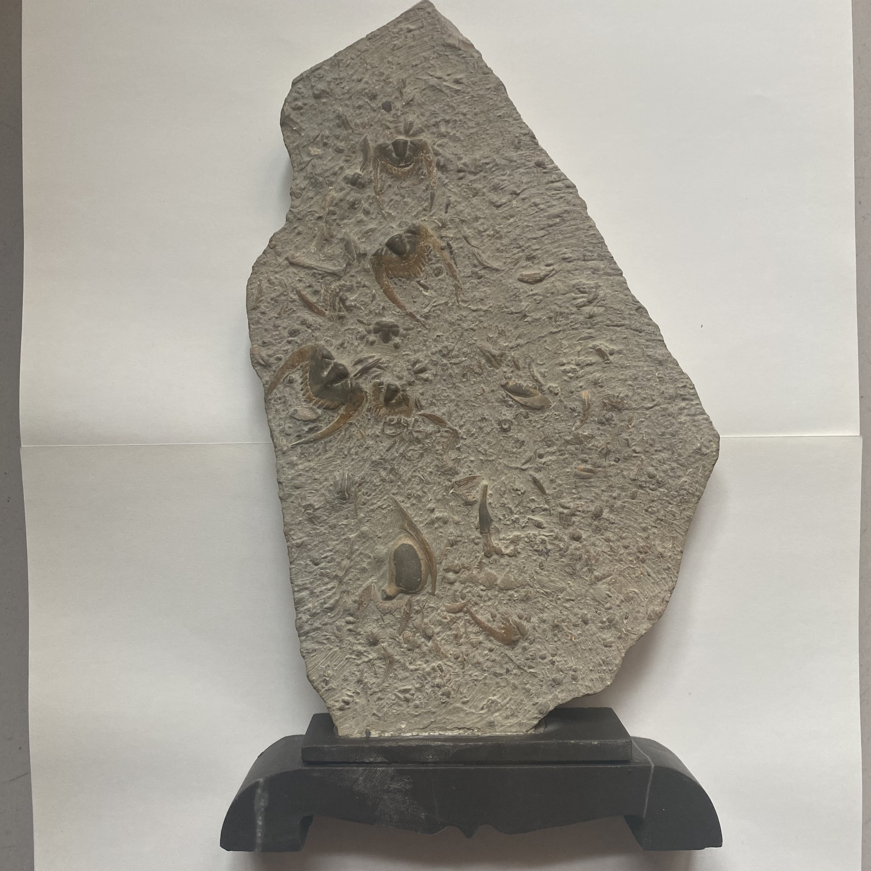 三叶虫化石燕子石精品原石摆件包装盒31 cm x 23 cm