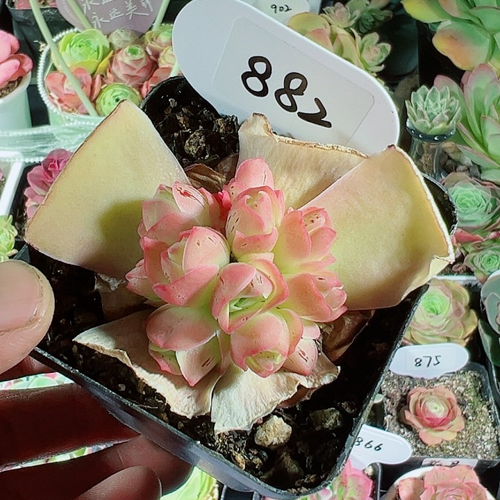 882紫玉花球 山地玫瑰