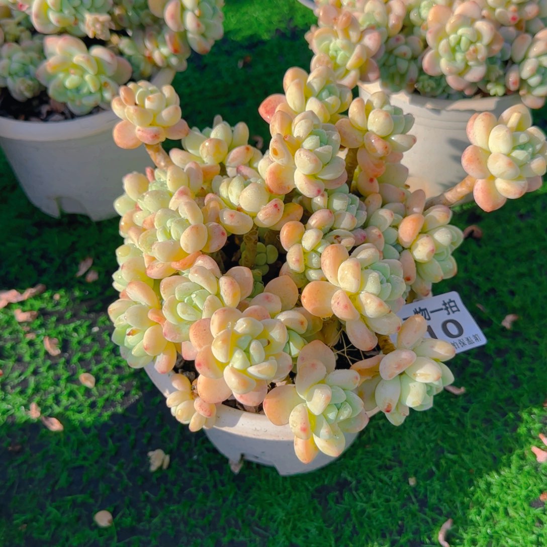 劳尔110          