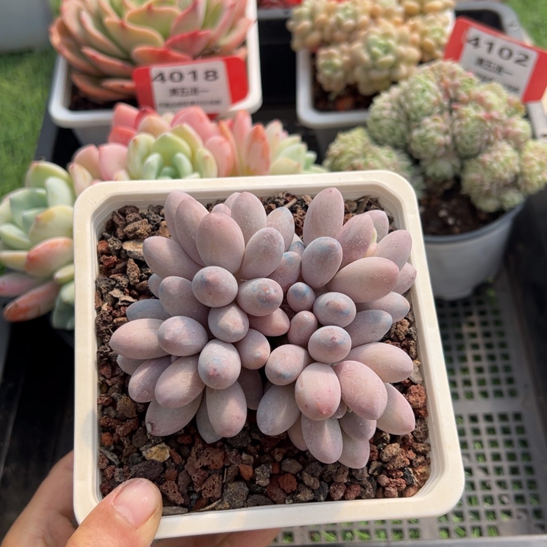 表妹精品多肉4103.