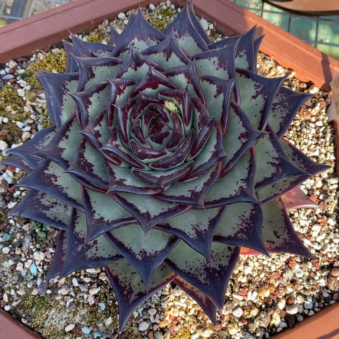 用****5黑莲B-25.12.7