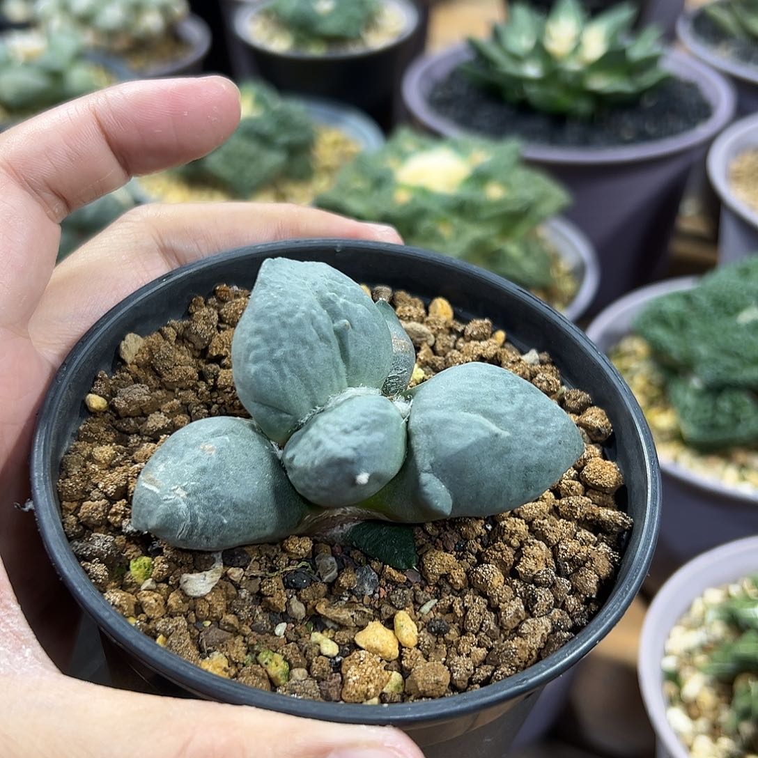 蓝胖子实生嘎嘎好