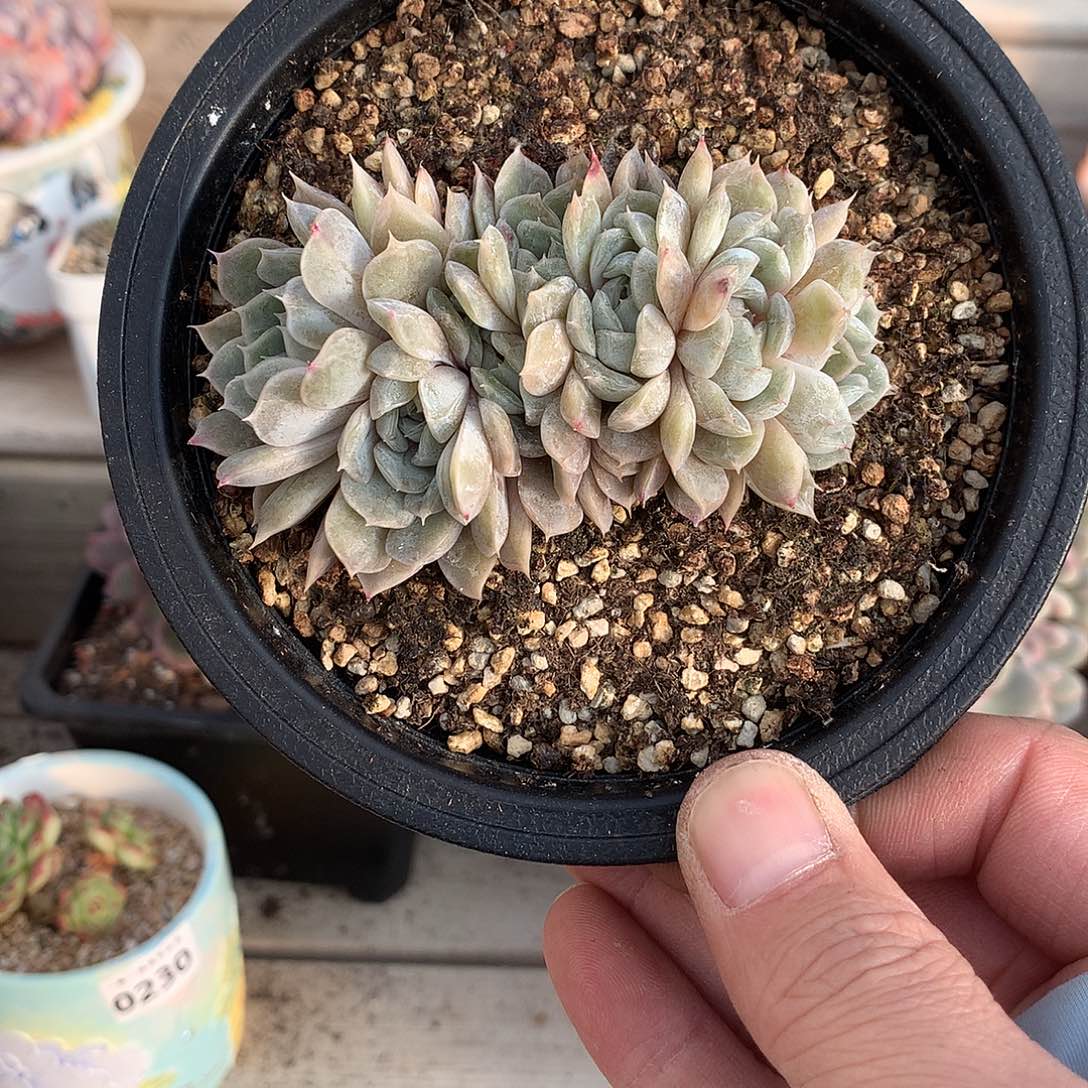 327玛丽贝尔朵朵缀一颗8.5厘米