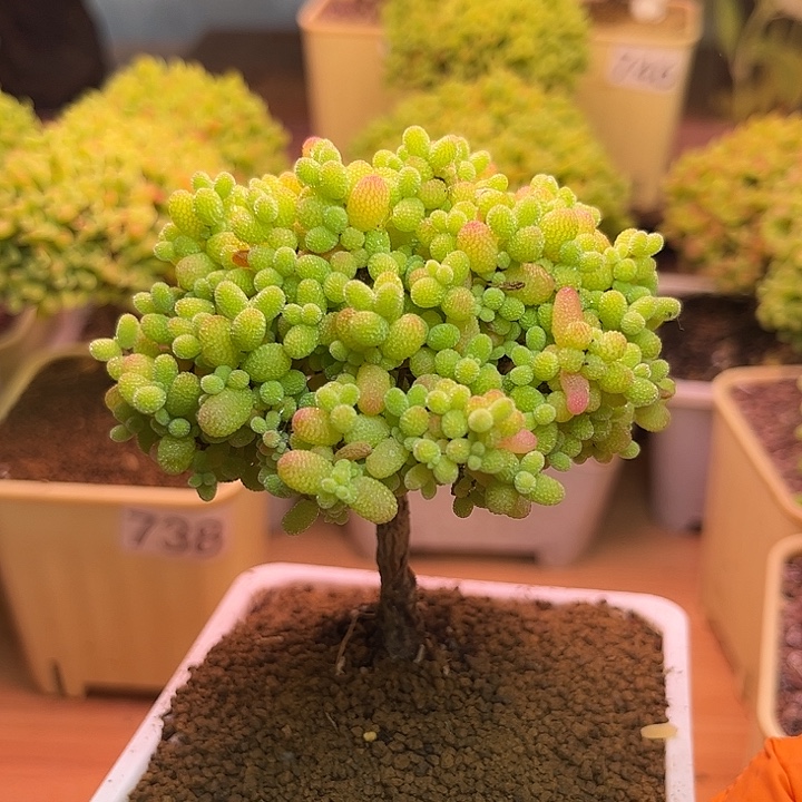 无花朵759金桔糖球