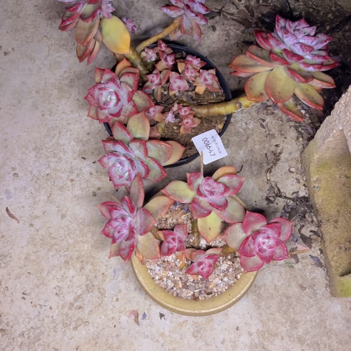 *****多肉一物一拍6647两颗