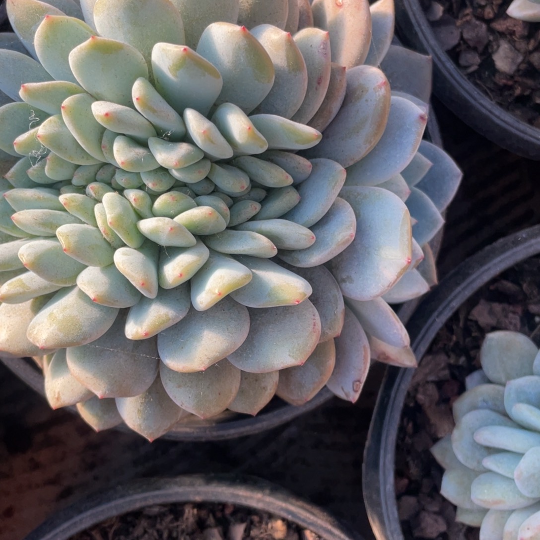 36号星影缀化夫妇