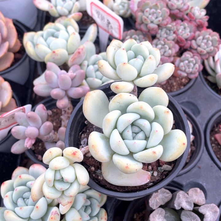 望舒9.9一盆8888888888