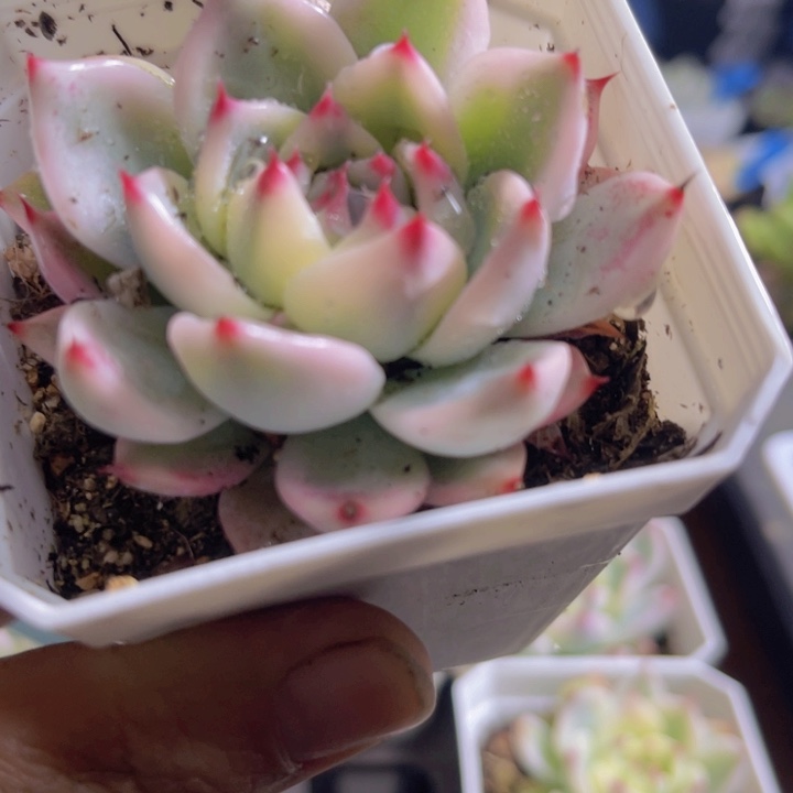 吉娃娃锦多肉植物675