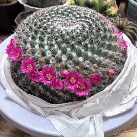 大余温仙人球35米