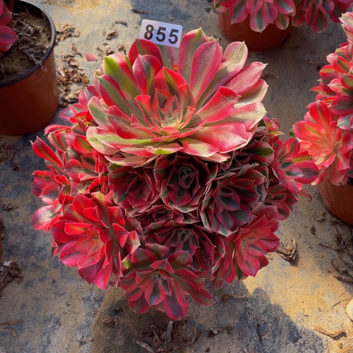 855老庄多肉法师红女巫