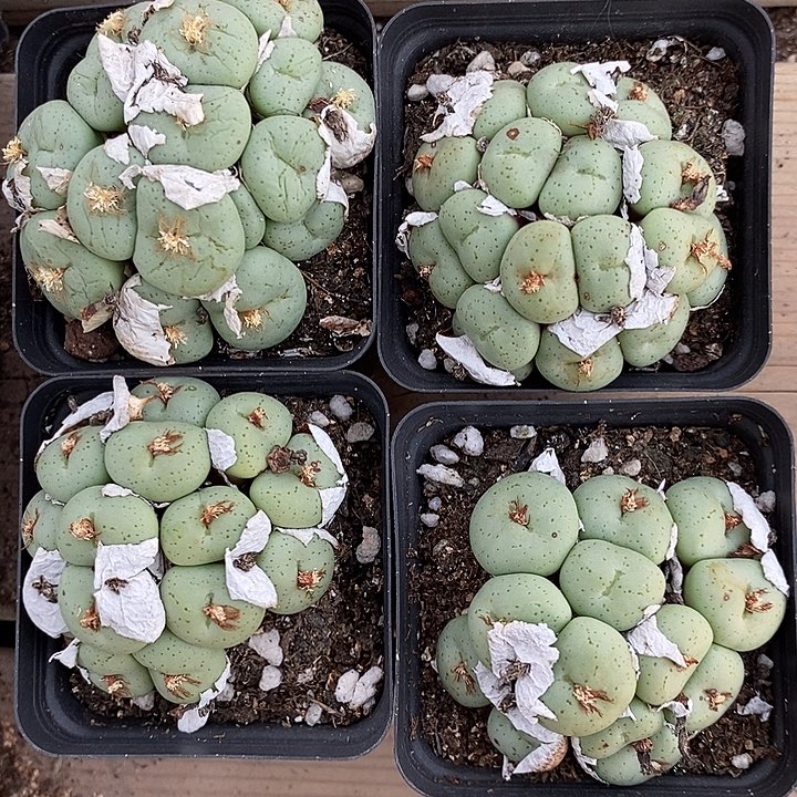 944吕氏大饼一群。    