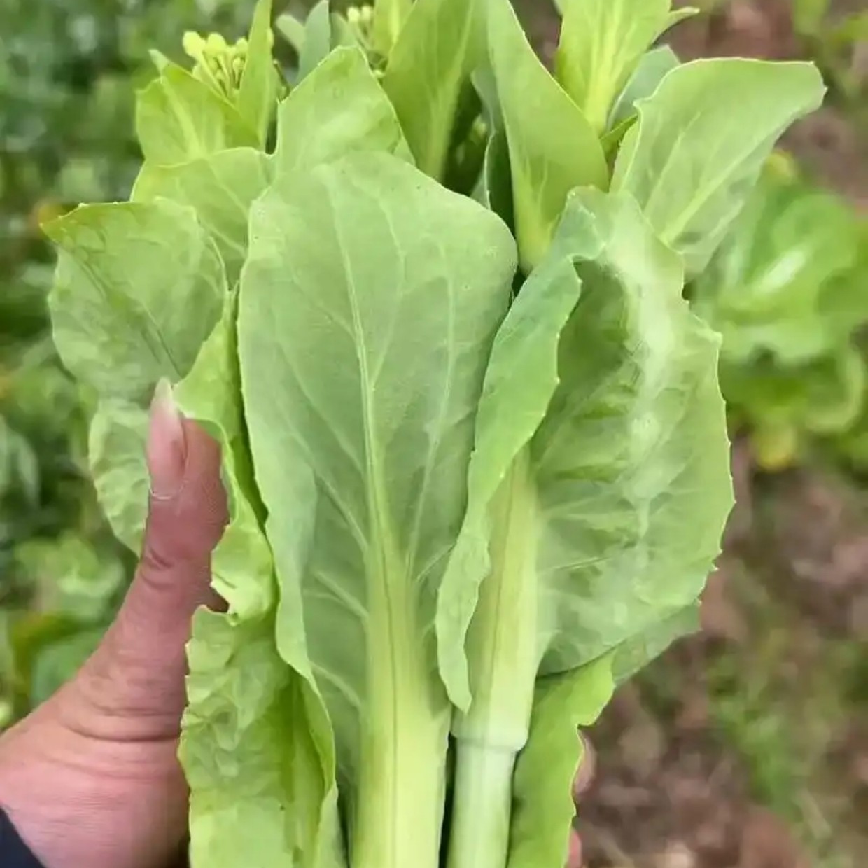 湖南益阳农家白菜苔现摘现发