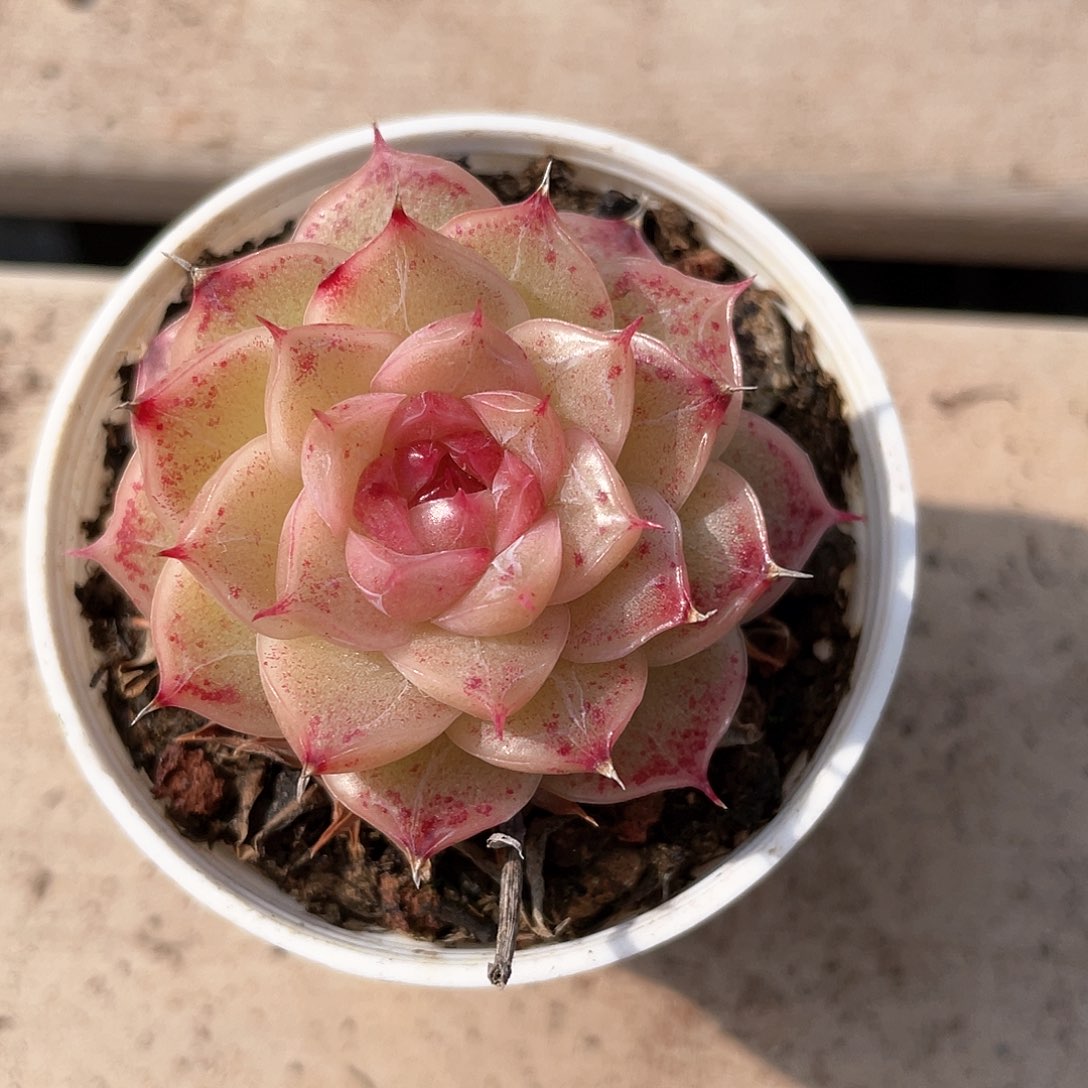 优选麦秆福利8643