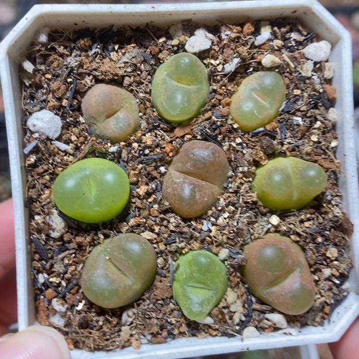 优选彩毛特价特价