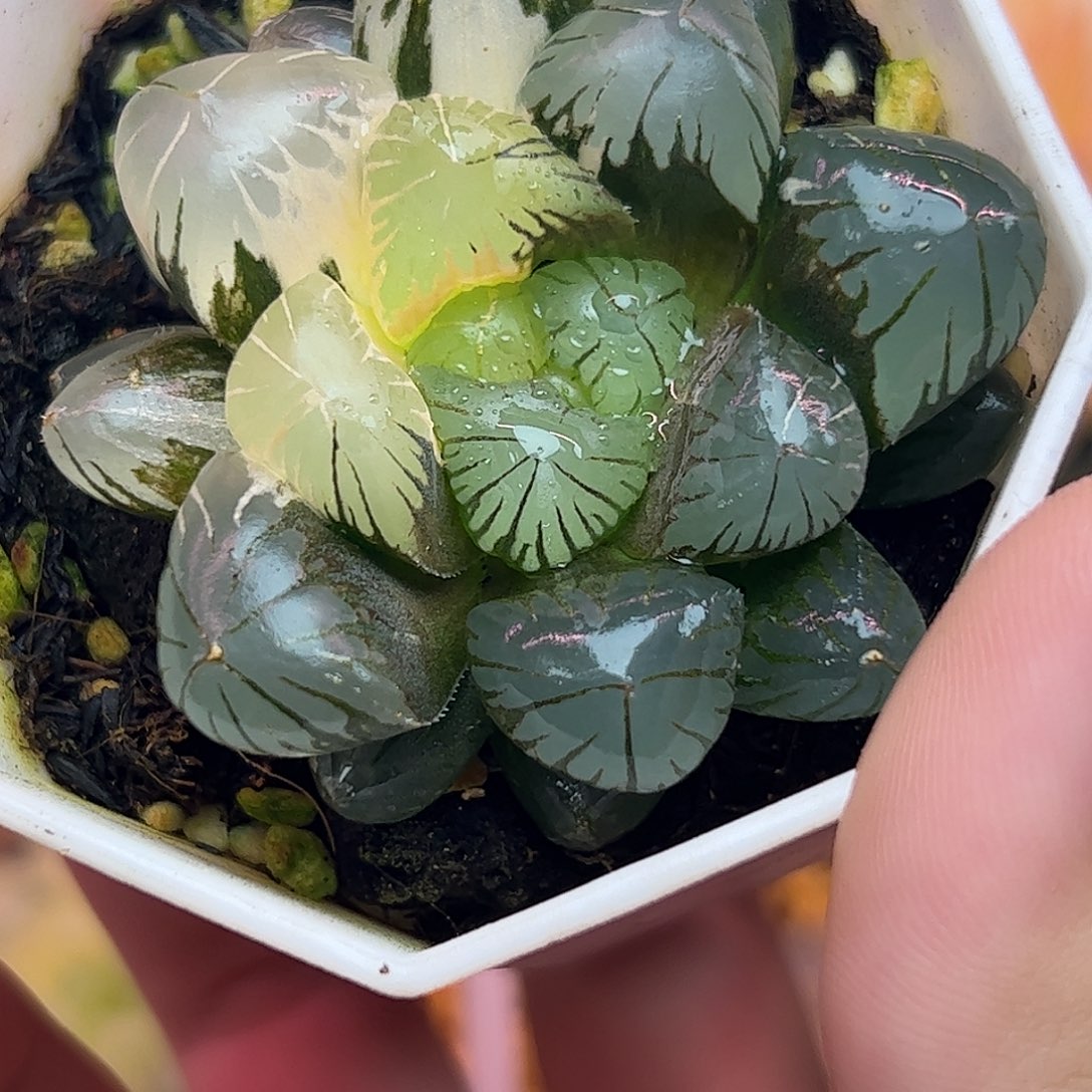 地泉六公分亚成株锦