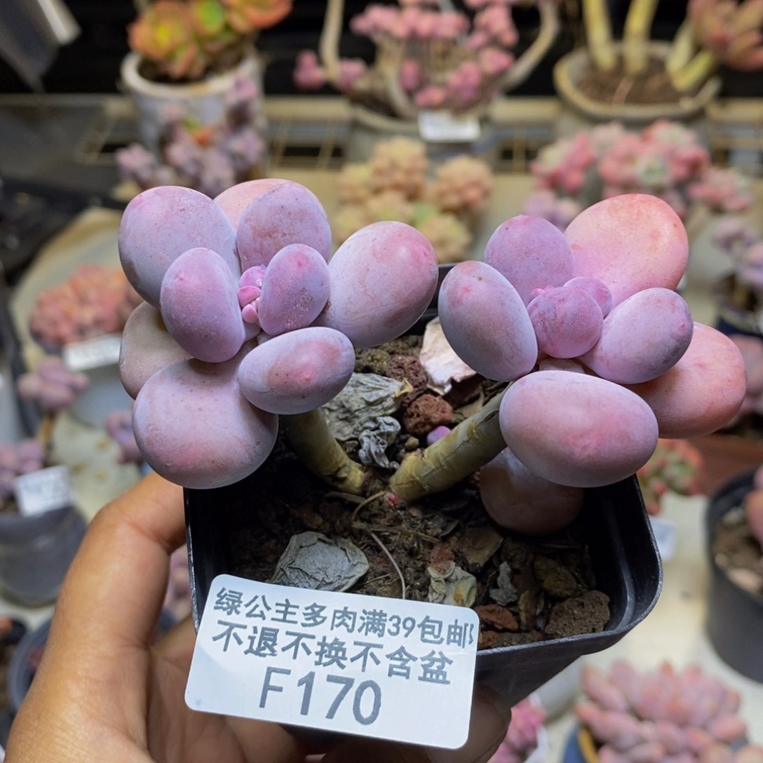 170彩虹奶多肉6cm