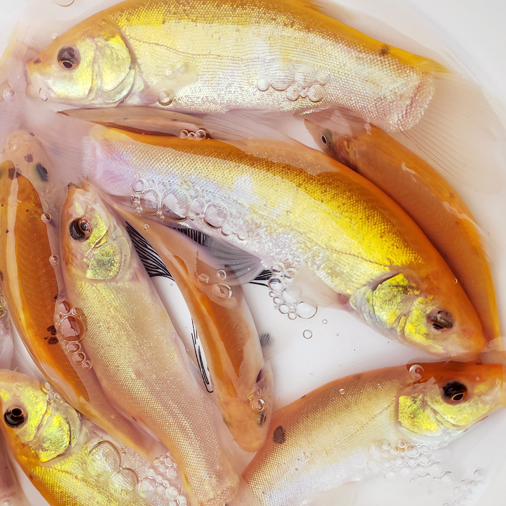 黄金丁桂鱼变异黄化丁桂淡水鱼可观赏可食用