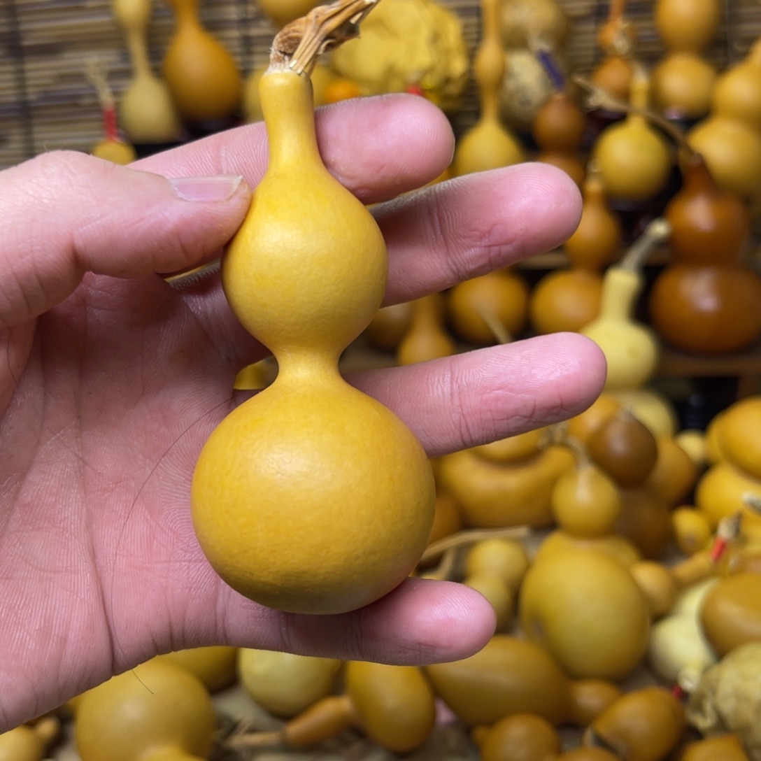 天津嘴厚皮响籽四六肚10