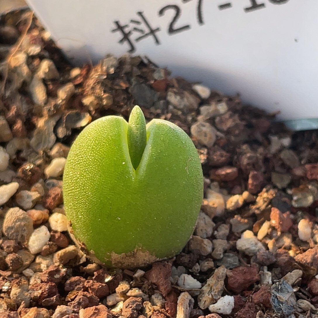 27-139哈默兔多肉植物