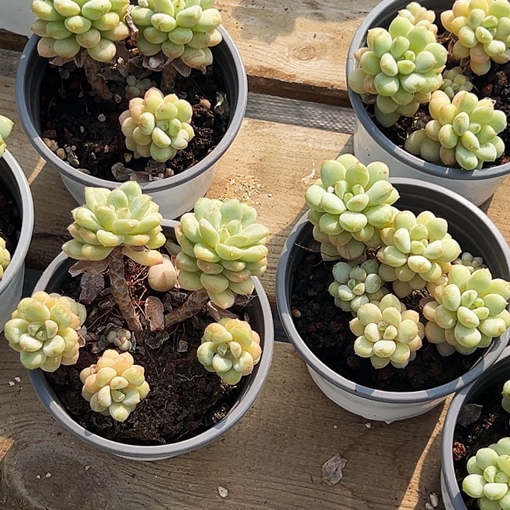 阳光玫瑰      福利多多