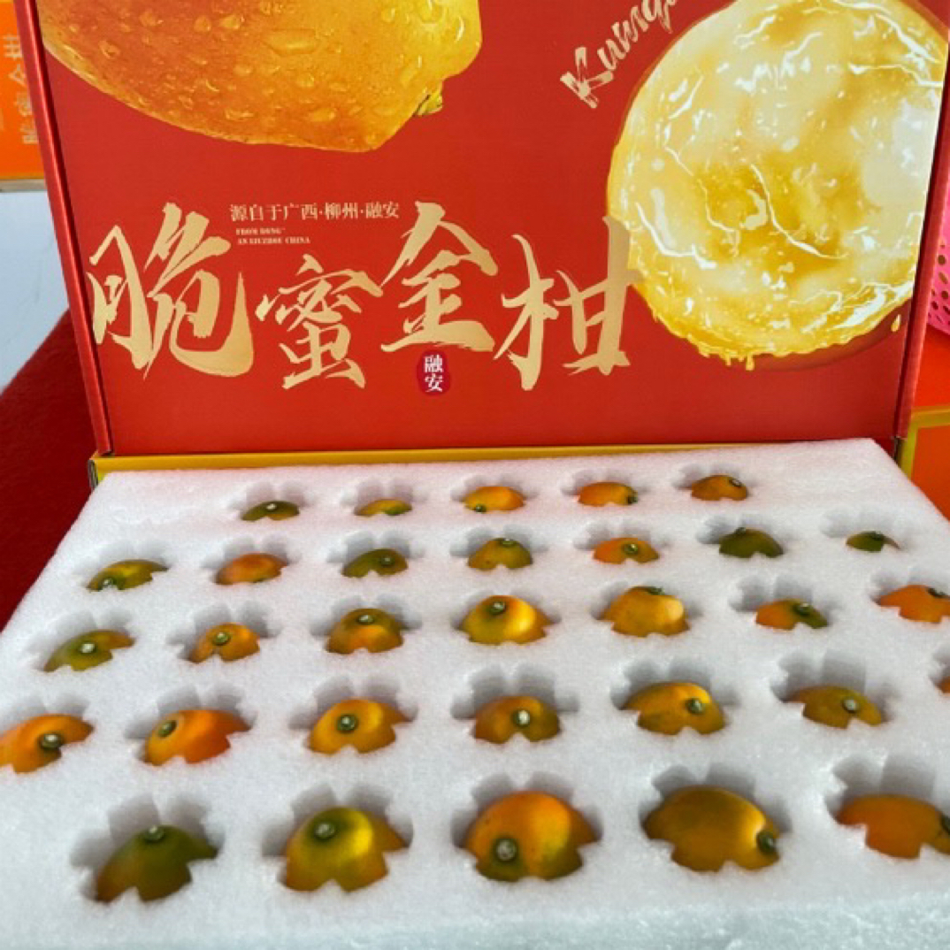 广西融安第三代脆蜜金桔（5斤插孔式礼盒装）顺丰包邮