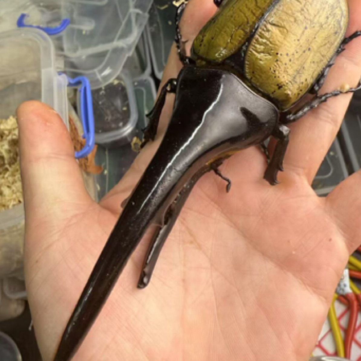 长戟大兜虫无忧罐（1-2龄活体甲虫幼虫）（H3 x H3血）