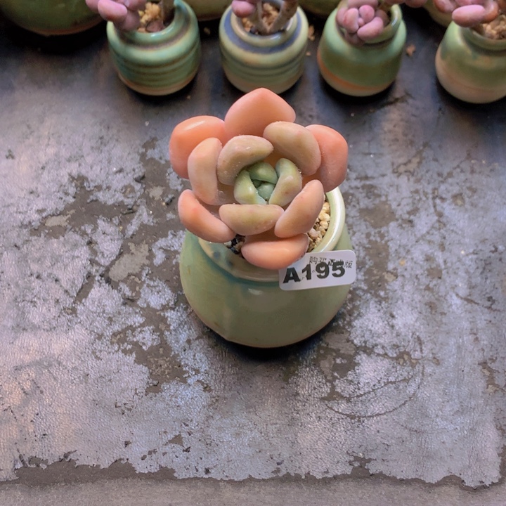 一物一拍含盆土满38包邮A195