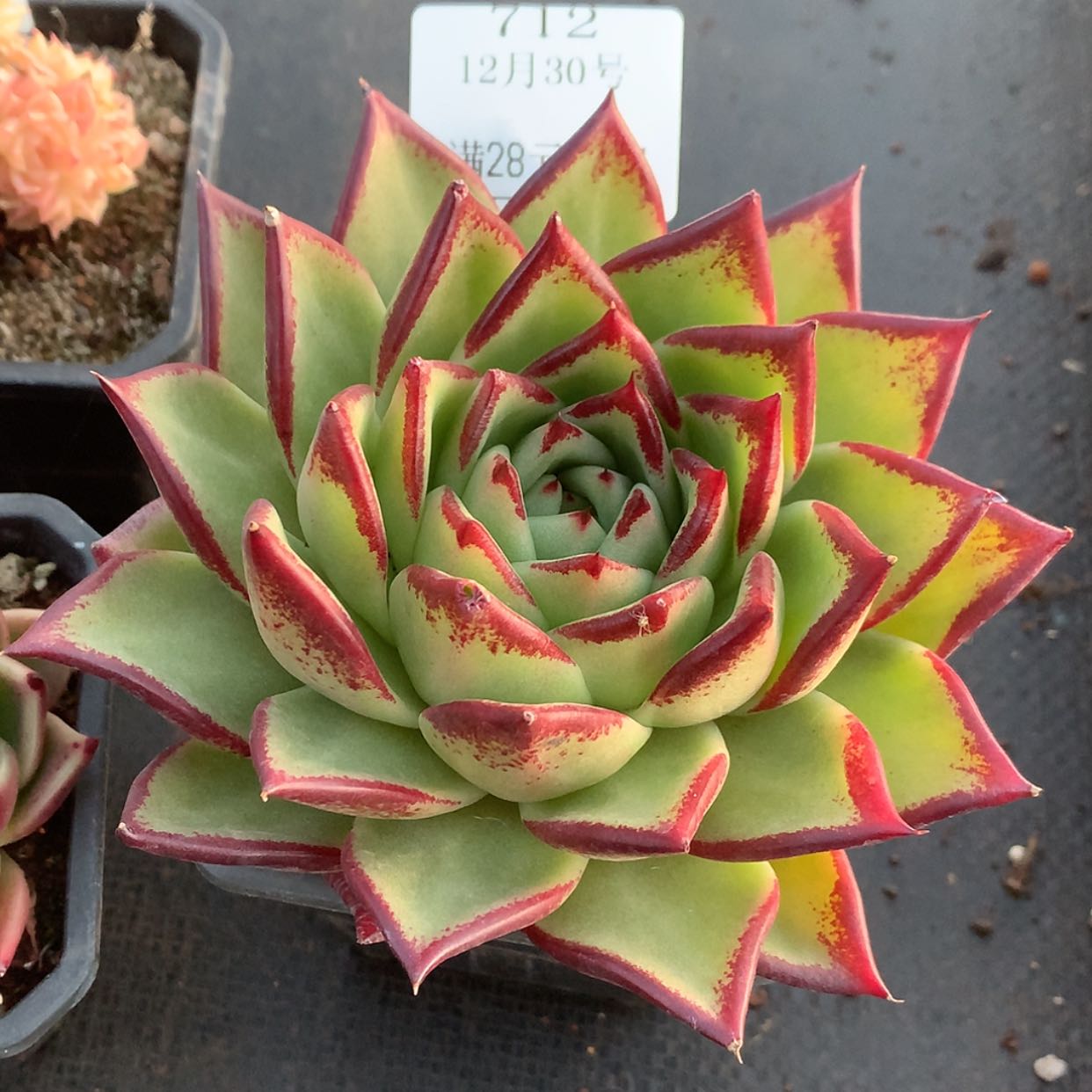 【闪购商品】云712号乌木14厘米